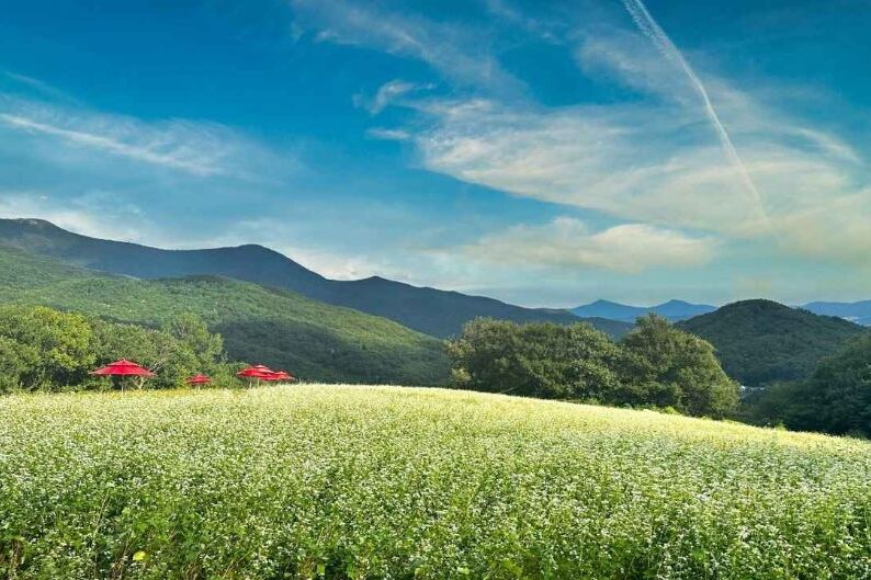 2024 Yeongnam Alps Forest Festa (Ulju, Korea): Immerse Yourself in Nature & Beauty