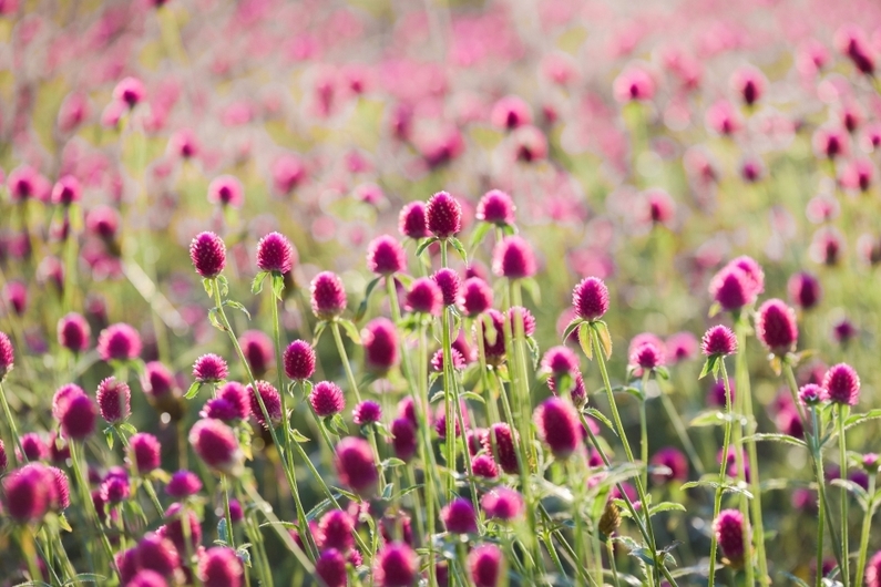 Yangju Ten Million Gomphrena Festival 2024: Immerse Yourself in Korea's Largest Gomphrena Colony