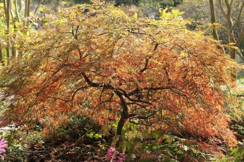 Cheonripo Arboretum Autumn Festival 2024: Explore Nature, Literature, and Music (October 19th - November 3rd)