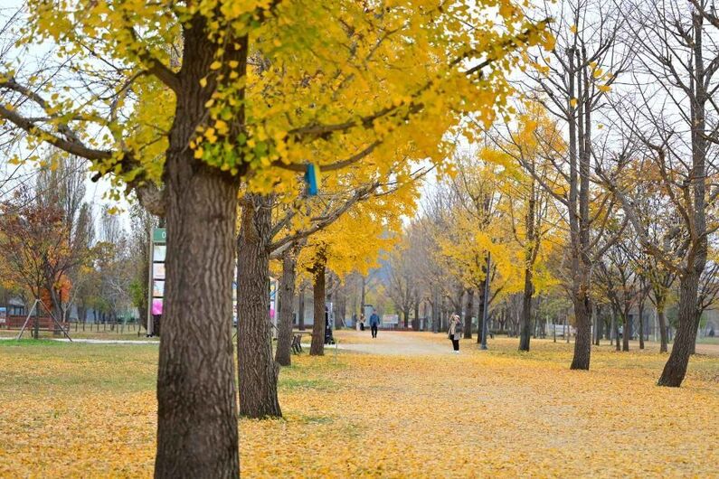 Gangcheon Island Healing Culture Festival 2024: Reconnect with Nature & Korean Culture (Oct 25-27)