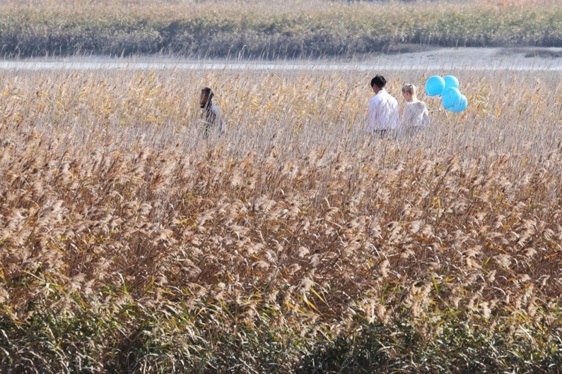 Gangjin Bay Dancing Reed Festival 2024: Explore Nature, Music & More (October 26th - November 3rd)