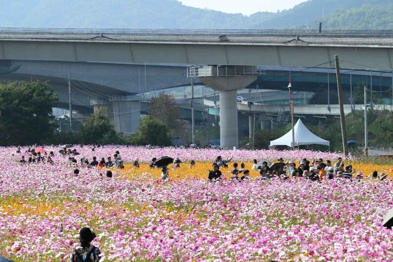 Guri Cosmos Hangang Art Festival 2024: Explore Cosmos Fields, Live Music, & Family Fun (October 11-13)