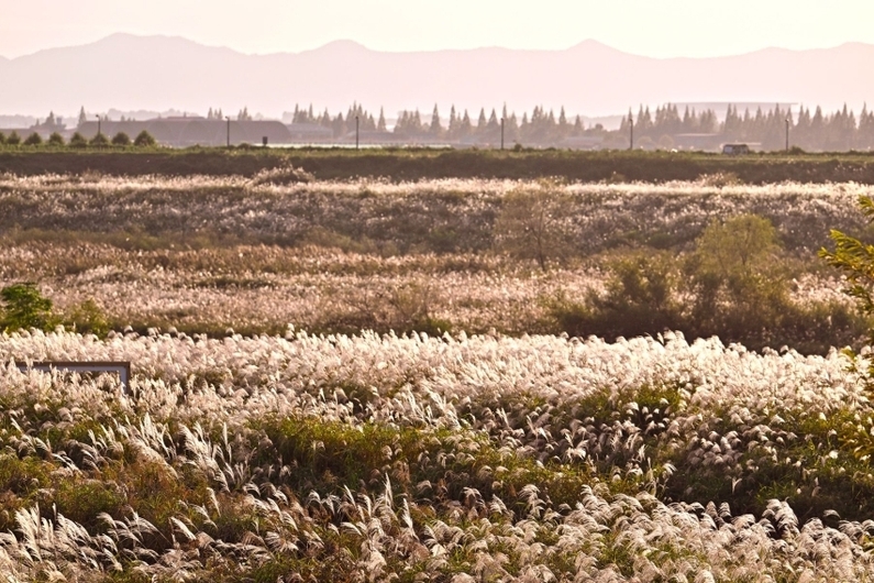 Gwangju Seochang Silver Grass Festival 2024: Immerse Yourself in Autumn Beauty (Free Entry!)