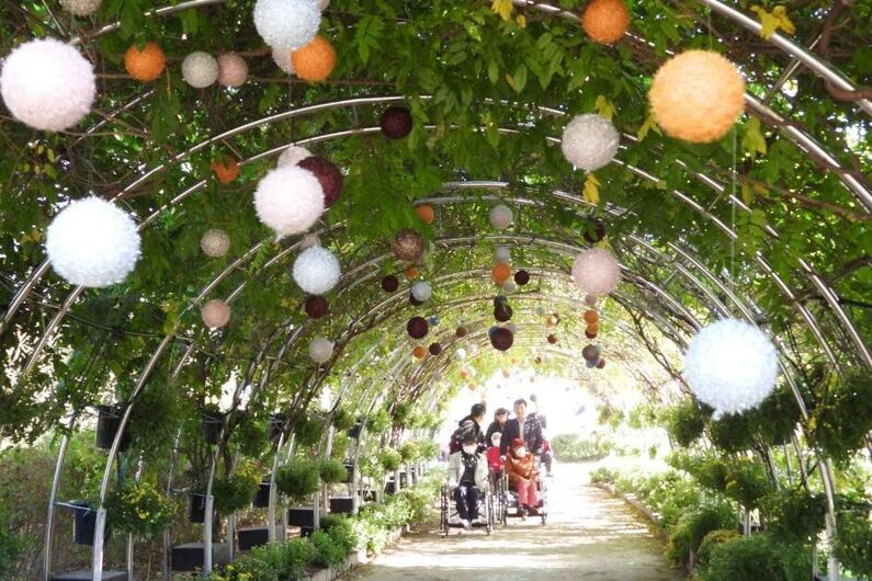Hampyeong Korea Chrysanthemum Festival 2024: Immerse Yourself in Autumn Beauty