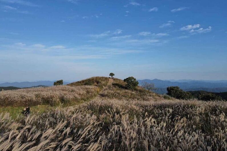 Hwangmaesan Silver Grass Festival 2024 (Hapcheon): Experience Korea's Breathtaking Silver Sea