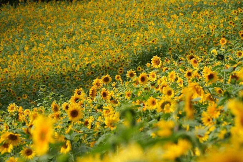 Hwasun Dolmen Autumn Flower Festival 2024: Experience History, Nature, and Culture in Korea