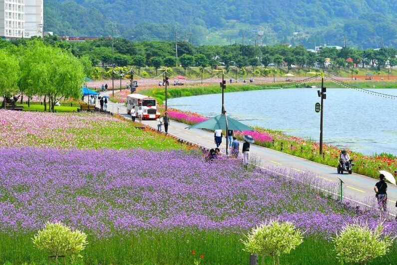 Jangseong Hwangryong River Autumn Flower Festival 2024: Witness 10 Billion Blooms!