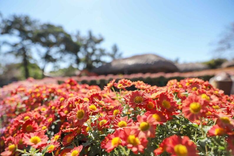 Jeju Folk Village Chrysanthemum Festival 2024: Capture Autumn's Beauty & Family Fun