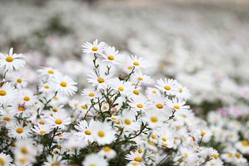 Jeong-eup Gujeolcho Flower Festival 2024: Immerse Yourself in Korea's Largest White Flower Garden (October 3rd-13th)