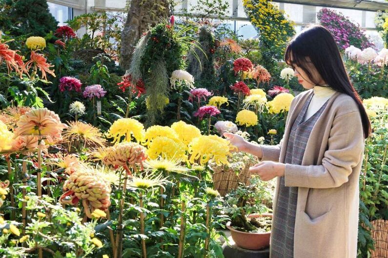 Morning Calm Arboretum Chrysanthemum Exhibition 2024: Capture Stunning Fall Blooms & Memories