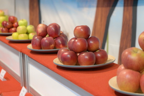 Mungyeong Apple Festival 2024: Pick Your Own Apples & Enjoy Autumn Fun (October 19-27)