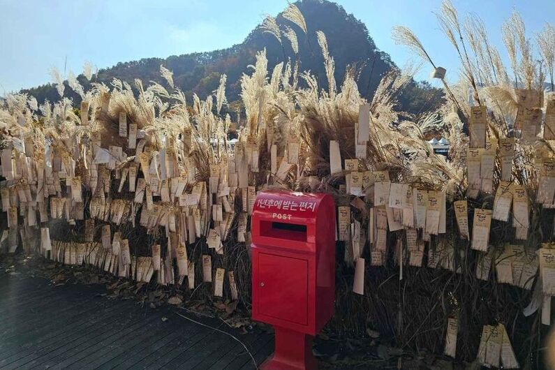 Myeongseongsan Silver Grass Festival 2024: Experience the Magic of Autumn in Pocheon