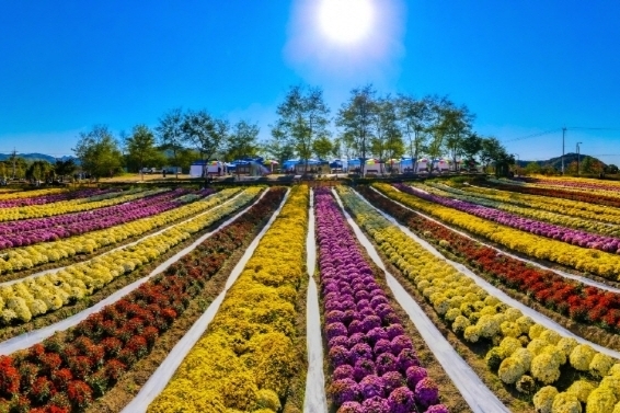 Yeoncheon Chrysanthemum Festival 2024: Immerse Yourself in Autumn Colors at Jeongok-ri Prehistoric Site (Seoul Area)