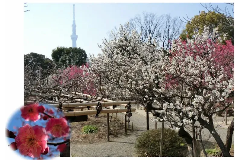 Experience Edo Charm at the 2025 Mukojima Hyakkaen Plum Blossom Festival in Tokyo