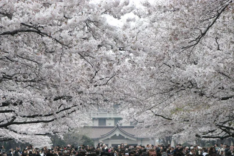 Experience the 2025 Ueno Cherry Blossom Festival in Tokyo: Traditional Performances, Antique Finds, and Illuminated Blooms (March 15 - April 6)