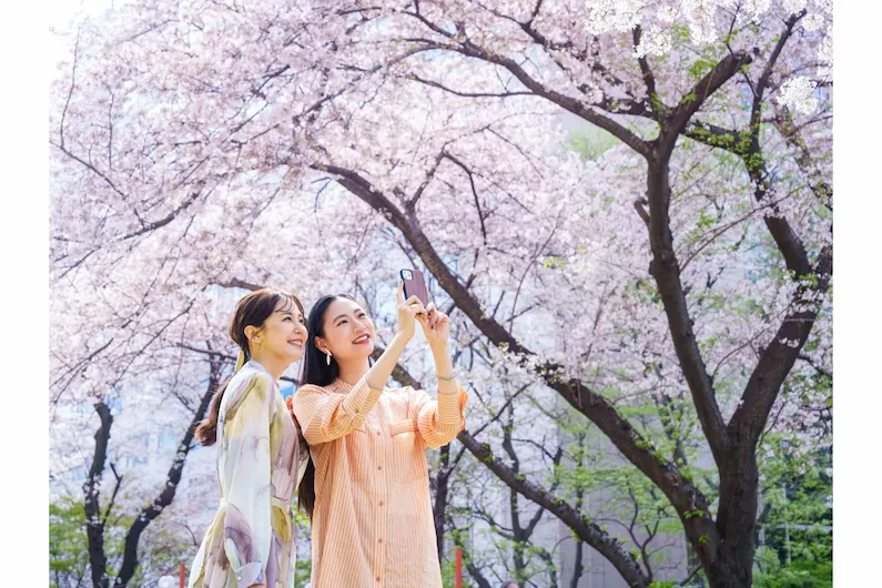 Experience the 2025 Takanawa Cherry Blossom Festival at the Prince Hotel, Tokyo: Three Months of Blooms, Illuminations, and Cultural Events