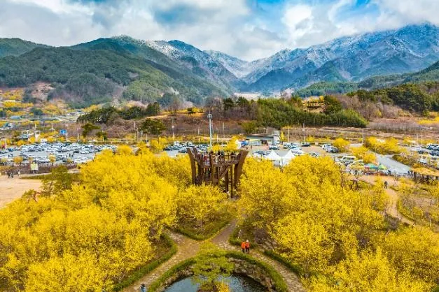 Gurye Sansuyu Blossom Festival 2025: Celebrate Spring in Korea with Vibrant Colors & Cultural Events