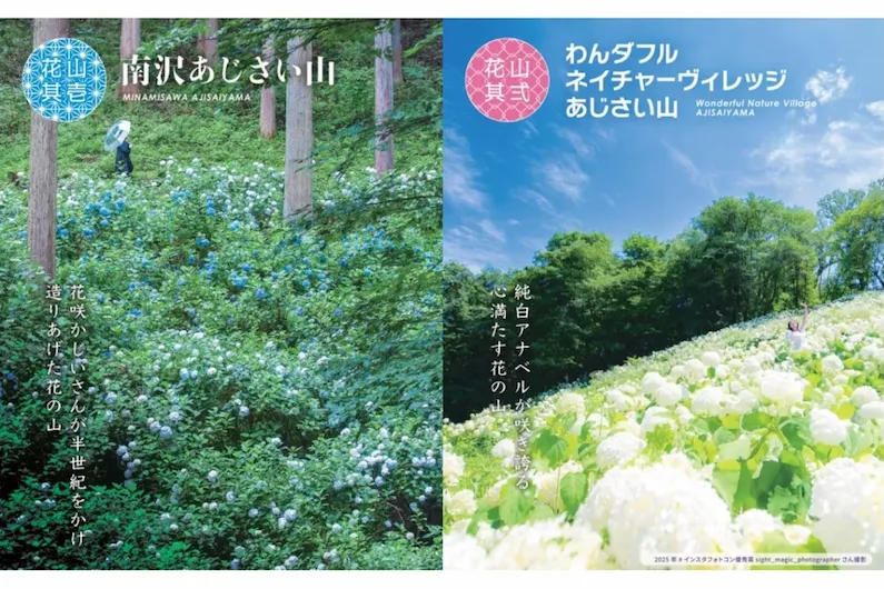 Akigawa Valley Hydrangea Festival 2026: Complete Guide to Two Hydrangea Mountains, Hot Springs & Limited Tours in Early Summer Tokyo