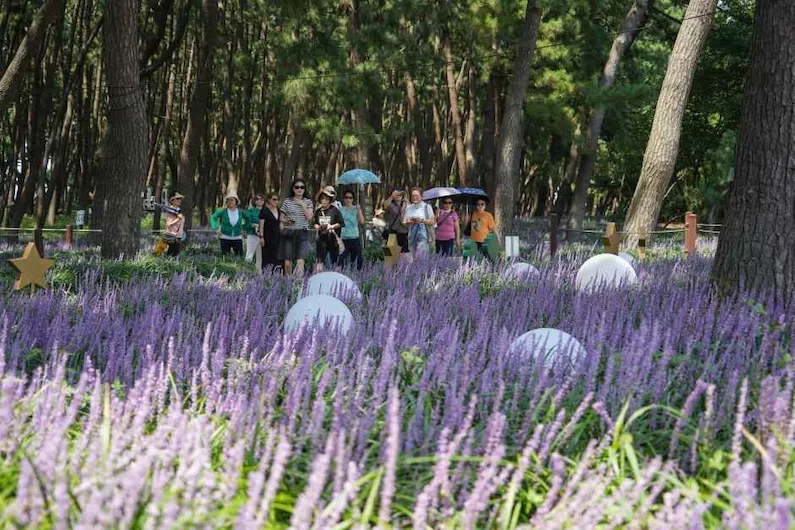 Janghang Maekmundong Flower Festival 2026: Dates, Programs, and How to Experience Korea's Largest Purple Bloom