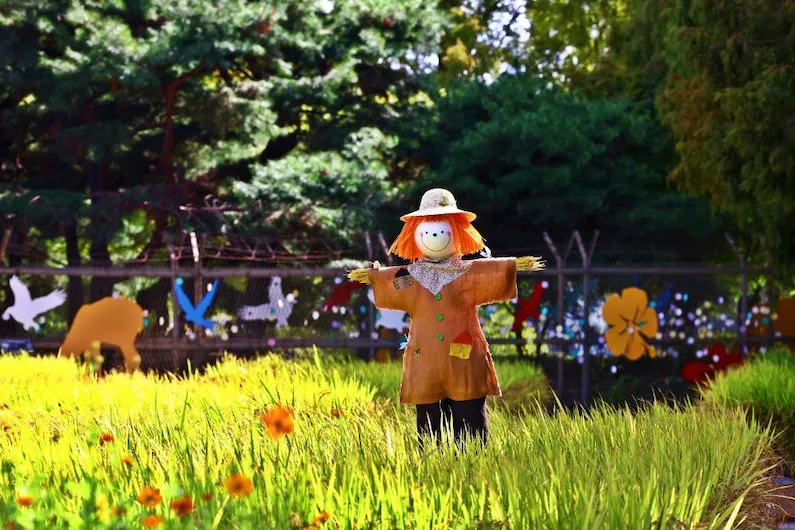 2026 Goyang Autumn Flower Festival at Ilsan Lake Park: Enjoy Free Floral Displays and Autumn Activities