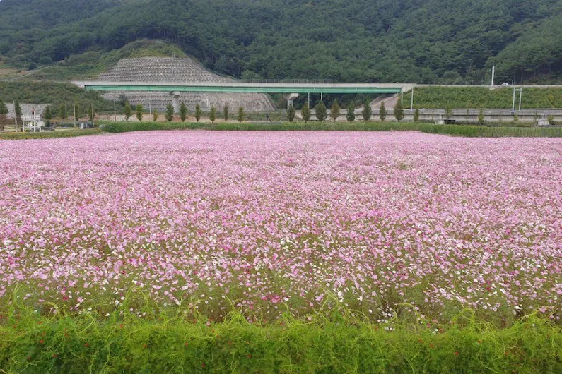 "2026 Hadong Bukcheon Cosmos and Buckwheat Flower Festival: 20th Anniversary Dates, Events, and Visitor Guide"