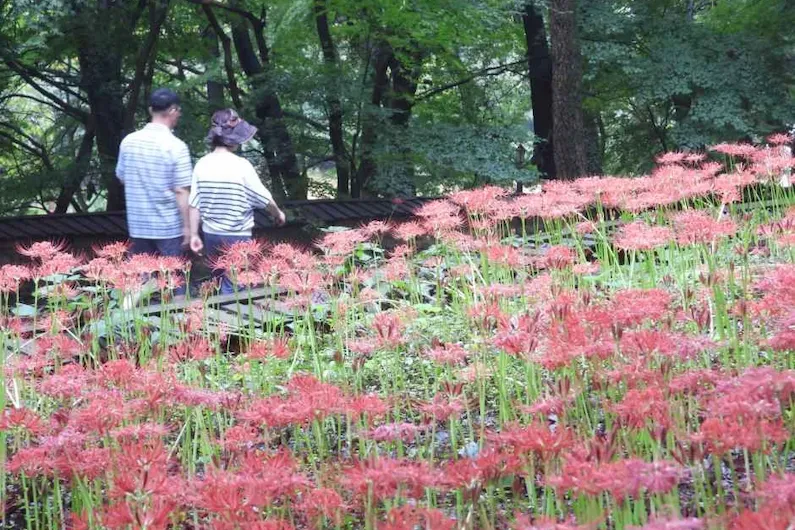 2026 Hampyeong Moaksan Red Spider Lily Festival: Experience Emotional Healing and Autumn Beauty in Jeonnam