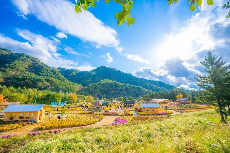 2026 Inje Autumn Flower Festival: Experience Romantic Gardens and Literary Healing in Gangwon-do