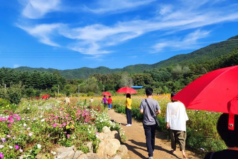 2026 Wonju Yongsugol Autumn Flower Festival: Guide to Dates, Tickets, and Stunning Floral Displays