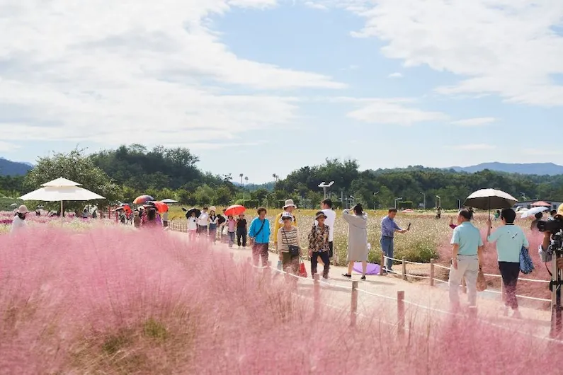 2026 Yangju Autumn Globe Amaranth Festival: Dates, Flower Fields, and Visitor Guide for the Perfect Autumn Outing