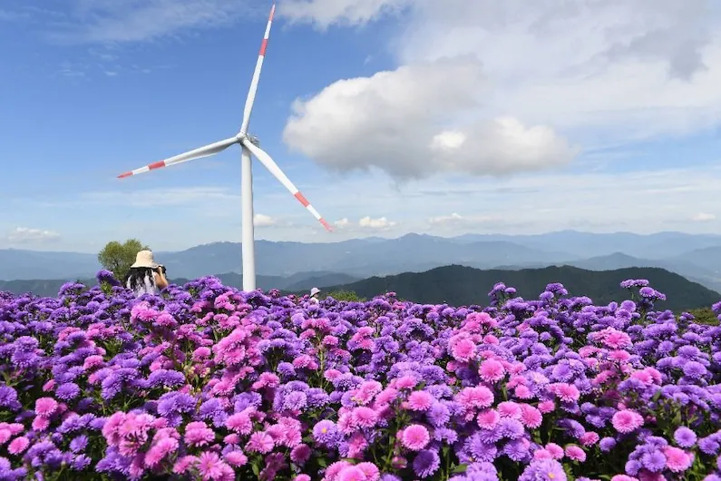 6th Gamaksan Flower Star Travel 2026 in Geochang: Experience the Magic of Purple Chrysanthemums and Autumn Views