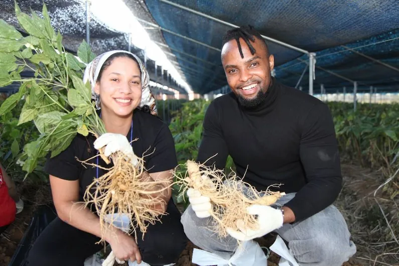Geumsan World Ginseng Festival 2026: Complete Guide to Dates, Programs, Tickets, and Visitor Tips