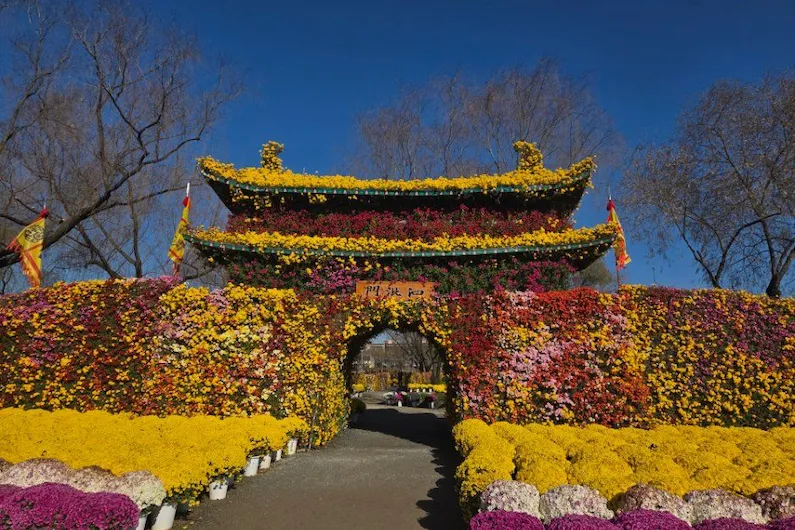 2026 Buyeo Chrysanthemum Festival: Explore the Beauty of Gungnamji and the Legacy of the Baekje Kingdom