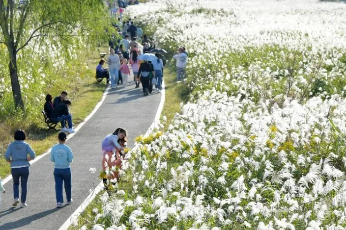 2026 Gwangju Seochang Silver Grass Festival: Experience Nature Healing and Autumn Beauty in the Heart of the City