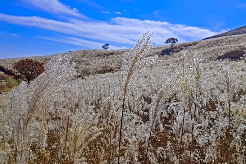2026 Hwangmaesan Silver Grass Festival in Hapcheon: Experience Autumn's Beauty with Cultural Performances and Scenic Tours