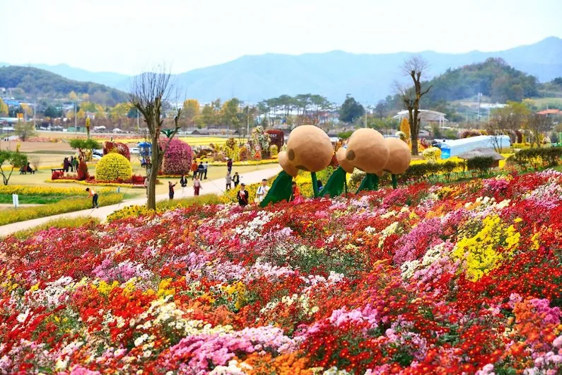 2026 Hwasun Dolmen Autumn Flower Festival: Experience World Heritage History and Stunning Floral Landscapes
