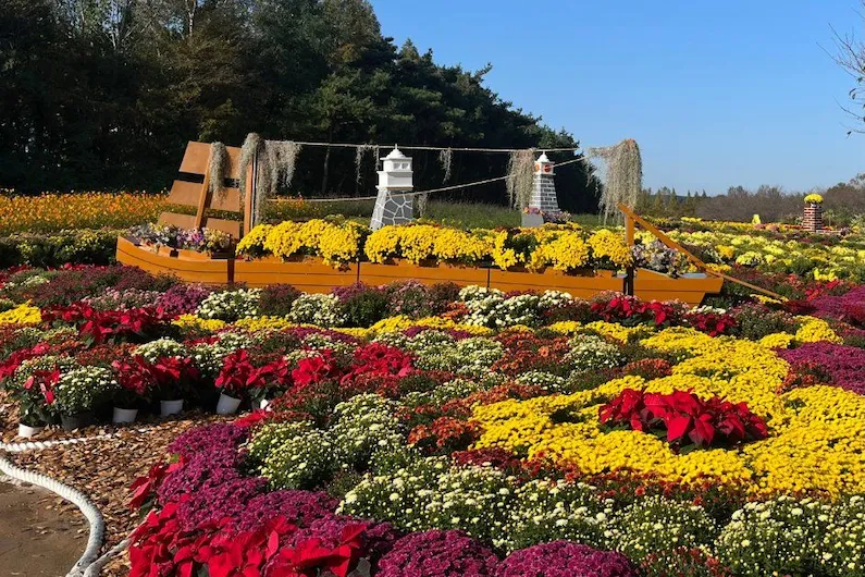 2026 Incheon Dream Park Chrysanthemum Festival: Experience Stunning Autumn Blooms and Free Cultural Events