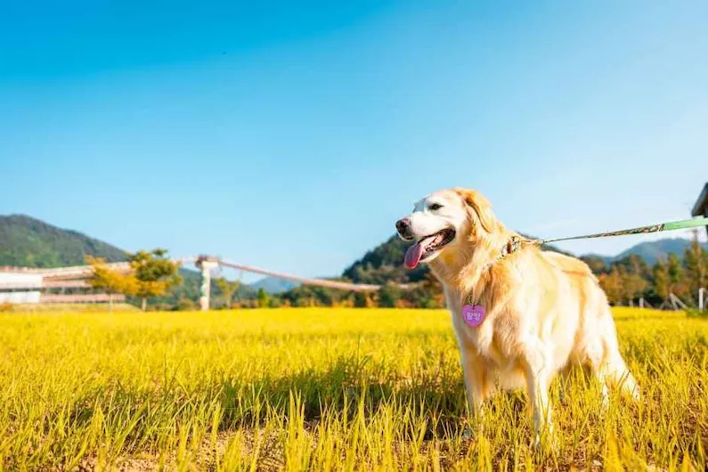 2026 Pocheon Pet Festa: Enjoy a Healing Day of Dog Olympics, Yoga, and Trekking at Art Valley