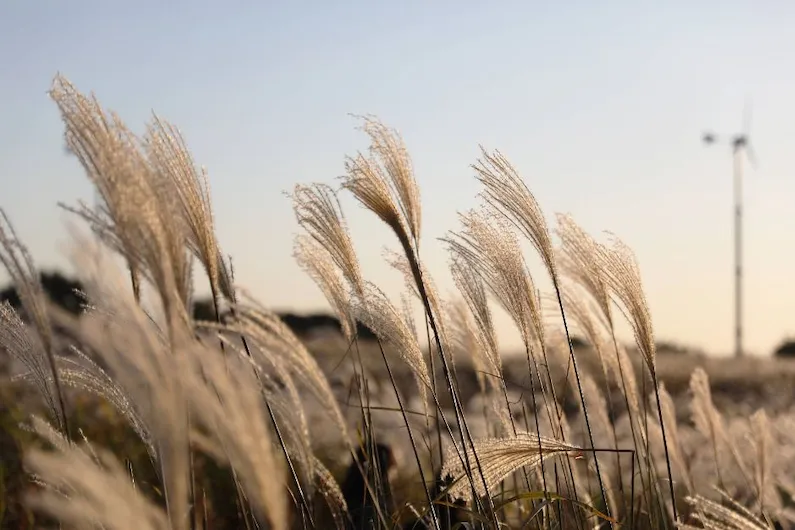 2026 Seoul Silver Grass Festival at Haneul Park: Experience the 25th Anniversary Lighting Shows and Eco-Friendly Activities