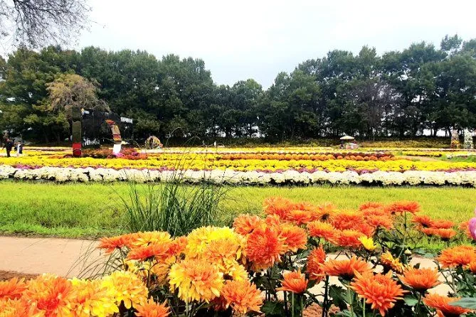 2026 Yeoncheon Chrysanthemum Festival Guide: Experience Goguryeo History and Stunning Autumn Blooms