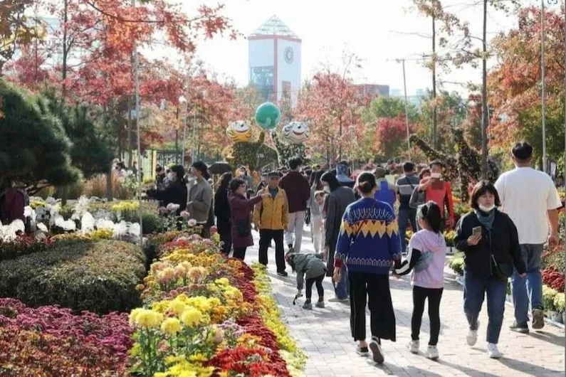 2026 Yuseong Chrysanthemum Festival in Daejeon: Experience the Perfect Blend of Autumn Flowers, Science, and Art